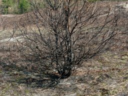 IMGP9840-Afbraendt fyr